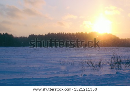 Sunrise at Winter snow forest background. Landscape and cold nature with snowy trees. White ice scene and sky. Christmas frost. Frozen xmas. Outdoor wonderland. Panorama. Scenic sunset in fairytale