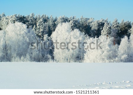 Winter snow forest background. Landscape and cold nature, snowy tree. White ice scene and blue sky. Christmas frost. Frozen xmas. Outdoor wonderland. Panorama. Scenic view like in fairytale.