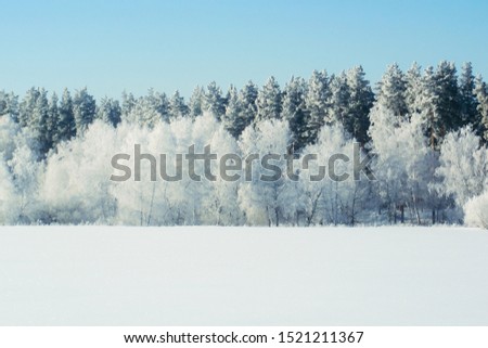 Winter snow forest background. Landscapes and cold nature, snowy trees. White ice scene and blue sky. Christmas frost. Frozen xmas. Outdoor wonderland. Panorama. Scenic view like in fairytale.