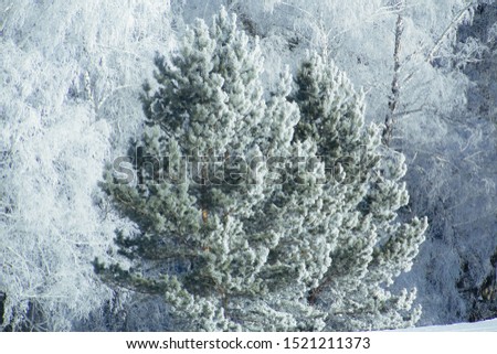 Winter snow forest background. Landscape and cold nature, snowy trees. White ice scene and blue sky. Christmas frost. Frozen xmas. Outdoor wonderland. Panorama. Scenic view like in fairytale.