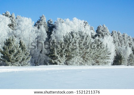 Winter snow forest background. Landscapes and cold nature and snowy tree. White ice scene and blue sky. Christmas frost. Frozen xmas. Outdoor wonderland. Panorama. Scenic view like in fairytale.