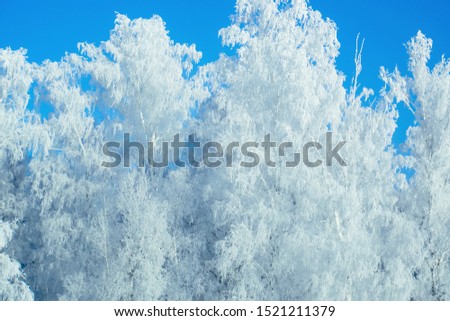 Winter snow forest background. Landscape and cold nature and snowy tree. White ice scene and blue sky. Christmas frost. Frozen xmas. Outdoor wonderland. Panorama. Scenic view like in fairytale.