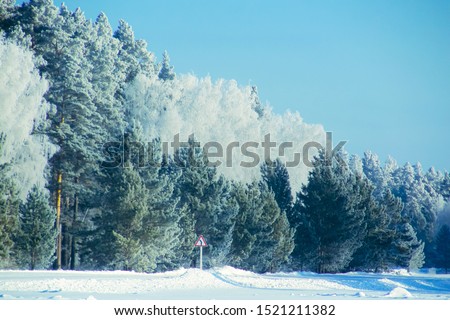 Winter snow forest background. Landscapes and cold nature with snowy tree. White ice scene and blue sky. Christmas frost. Frozen xmas. Outdoor wonderland. Panorama. Scenic view like in fairytale.