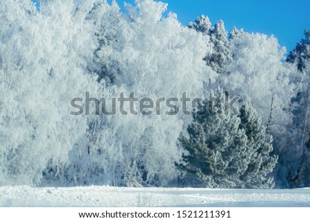 Winter snow forest background. Landscapes and cold nature with snowy trees. White ice scene and blue sky. Christmas frost. Frozen xmas. Outdoor wonderland. Panorama. Scenic view like in fairytale.