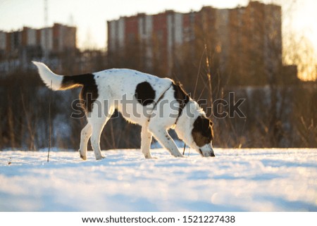 Portrait of a cute mixed breed dog running in snow on the field
