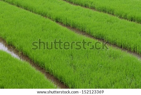 Green rice fields. This where the  of rice plants are grow from seeds before being move to the the real planting zone when the age is right. This picture taken in West JAva, Indonesia.