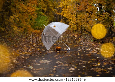 White transperent umbrella on forest road. Pumpkin on road. Autumn backstage.  Yellow bockeh.  Yellow leaves on trees. Free place for text. Copy space.