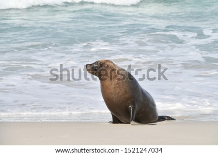 Australian Sea Lion at the beach