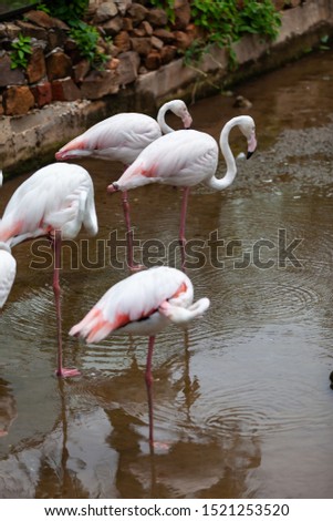 Beautiful pink flamingo in the zoo.