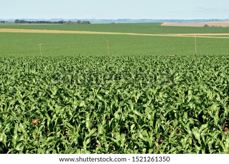 Field with corn plants under development