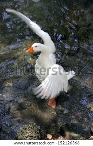 White duck flapping wings, animals in action concept, animal photography