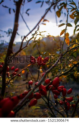 Beautiful bouquets of rosehips dissolving in sunset