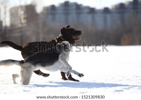 Group of three dogs at walk running at playing to each other on snow in winter park