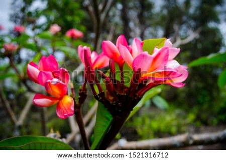 beautiful in bloom flower in hawaii