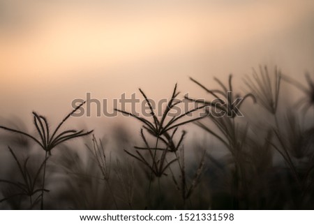Landscape of grass flowers on top the hill with tropical forest & meadow grass field on soft green color in blur style. Beautiful panorama of grassland with silhouette sunset scene in twilight time