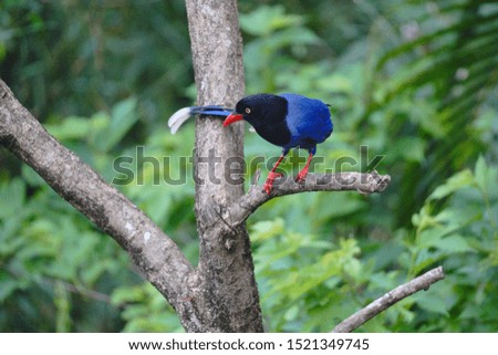 Taiwan Blue Magpie (Urocissa caerulea) is an emblematic endemic bird of Taiwan. Social, highly intelligent, loud, and gregarious, the colorful bird has been voted to represent the island in 2007.