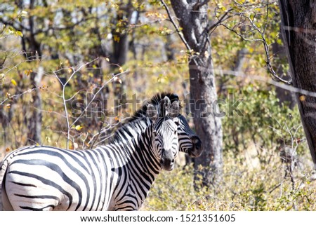 black and white zebras in the African savannah. game drive in the nature reserve with wild animals, nature photography of a herd of zebras fleeing scared in the bush