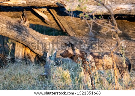pack of wild dogs hunting in the African bush in the bush. wild dogs prepare an attack in Botswana. portrait of a pack of wild dogs. Animal species in danger of extinction