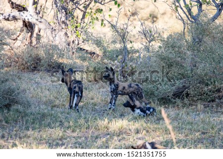 pack of wild dogs with cubs resting in the African savannah, endangered animals in Botswana. Wild dogs in pack that relax in the African afternoon sun with the puppies waiting for the hunt
