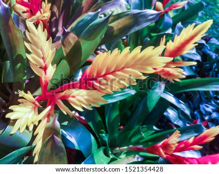 Selective focus Bromeliad (Vriesea) tropical plant. Close up of red Bromeliad flower or Aechmea in a garden.