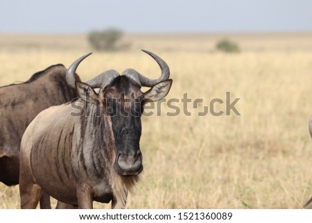 Wildebeests in the savannah, Masai Mara National Park, Kenya.