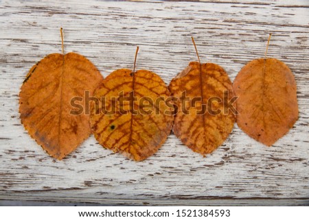 dry leaves on a wooden background, mocap for autumn pictures
