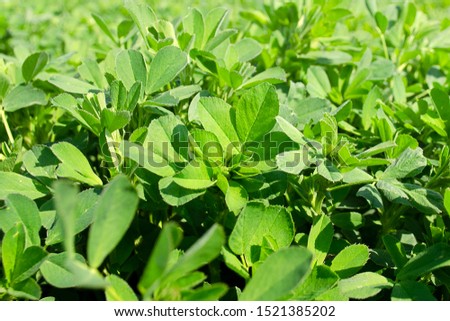 Field of alfalfa in spring. Stems with leaves of the young alfalfa on field closeup. Green field of lucerne (Medicago sativa). Field of fresh grass growing. Royalty-Free Stock Photo #1521385202