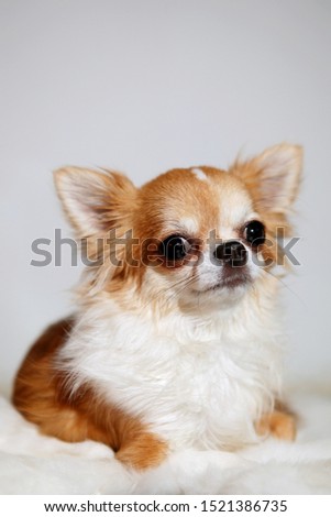 A cute red and white chihuahua on white fur