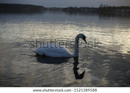 Swan, drooling, in lake during sunset
