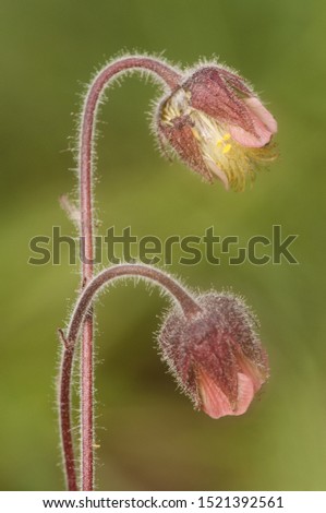 Geum rivale the water avens beautiful mountain flower present in places with high humidity light by flash