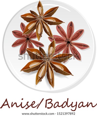 Star anise / badyan spice fruits and seeds isolated on white background vector illustration. 