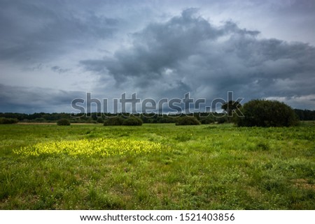 Yellow flowers on the green meadow, dark clouds on the sky, Zarzecze, eastern Poland