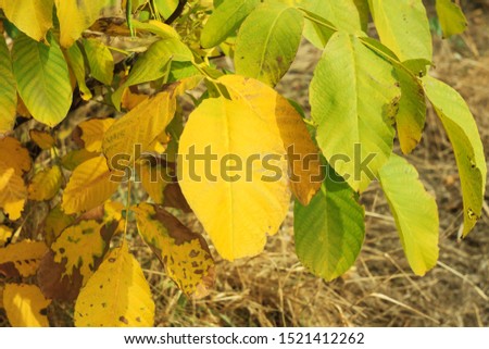 Colorful autumn leaves wallpaper, beautiful nature. Blurred yellow and red background. Fall card with copy space. Bright seasonal picture.
