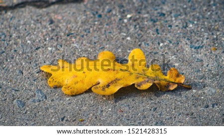 Yellow oak leaf on the asphalt. Autumn in the park