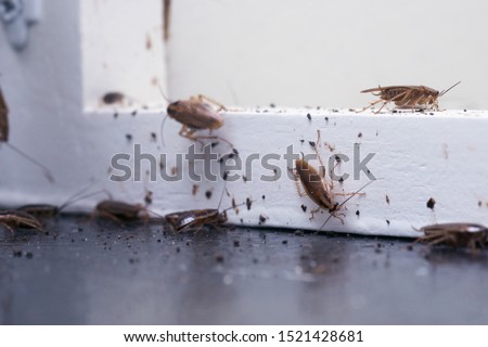 A lot of cockroaches are sitting on a white wooden shelf.The German cockroach (Blattella germanica). Common household cockroaches Royalty-Free Stock Photo #1521428681