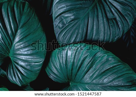 tropical leaf, abstract green leaf texture, nature background