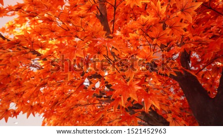 Branch of beautiful autumn maple leaves