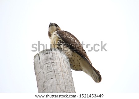 Basic photos of a hawk.