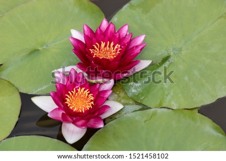 Two water lilies floating in the pond.