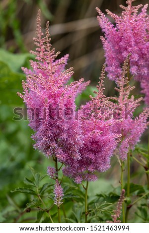 A beautiful astilbe flower blooming in summer. Royalty-Free Stock Photo #1521463994