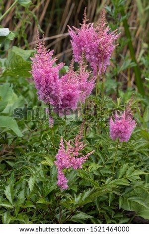 A beautiful astilbe flower blooming in summer. Royalty-Free Stock Photo #1521464000