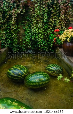 Watermelons swimming in clear green water. green watermelon floating in the pool