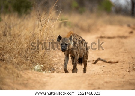 A clan of Hyaena on the move scavenging for a meal