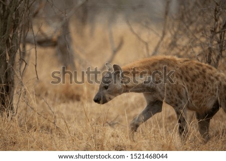 A clan of Hyaena on the move scavenging for a meal