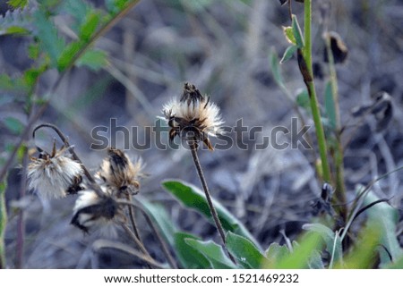 Dandelions in the field. Autumn photo. Dry flowers.