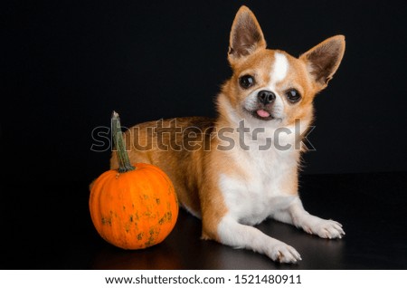 Little dog with little pumpkin on black background
