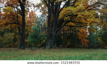 autumn october old park fallen leaves big trees warm colors