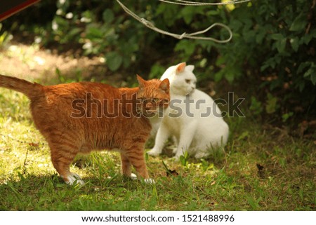 close up animal photography: red stripped european cat and white british cat playing with a hanging rope, on a green grass outdoors on a sunny day in Europe