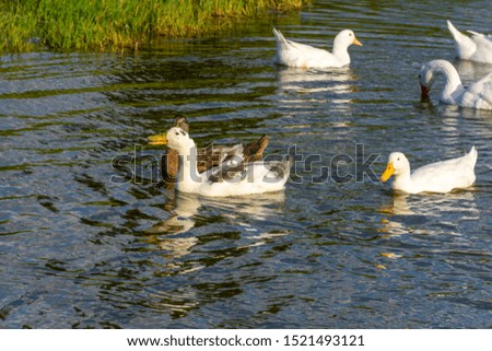 View of ducks in a pond