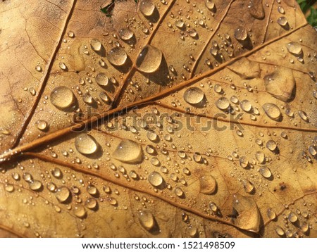 drops on a autumnal leaf